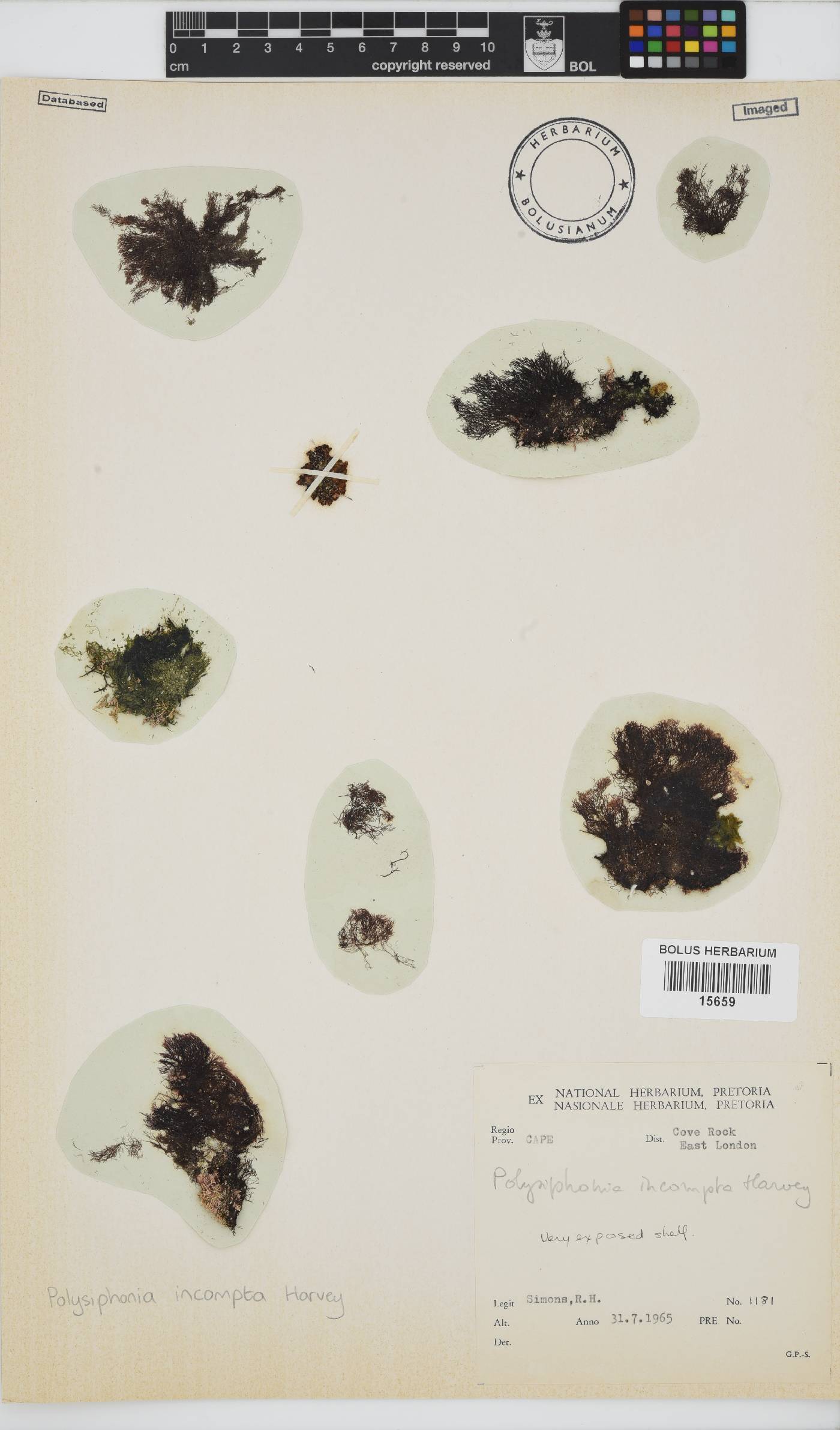 Melanothamnus image