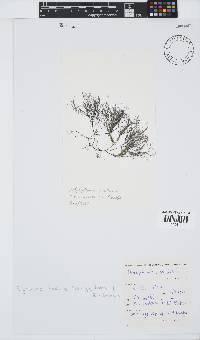 Polysiphonia kowiensis image