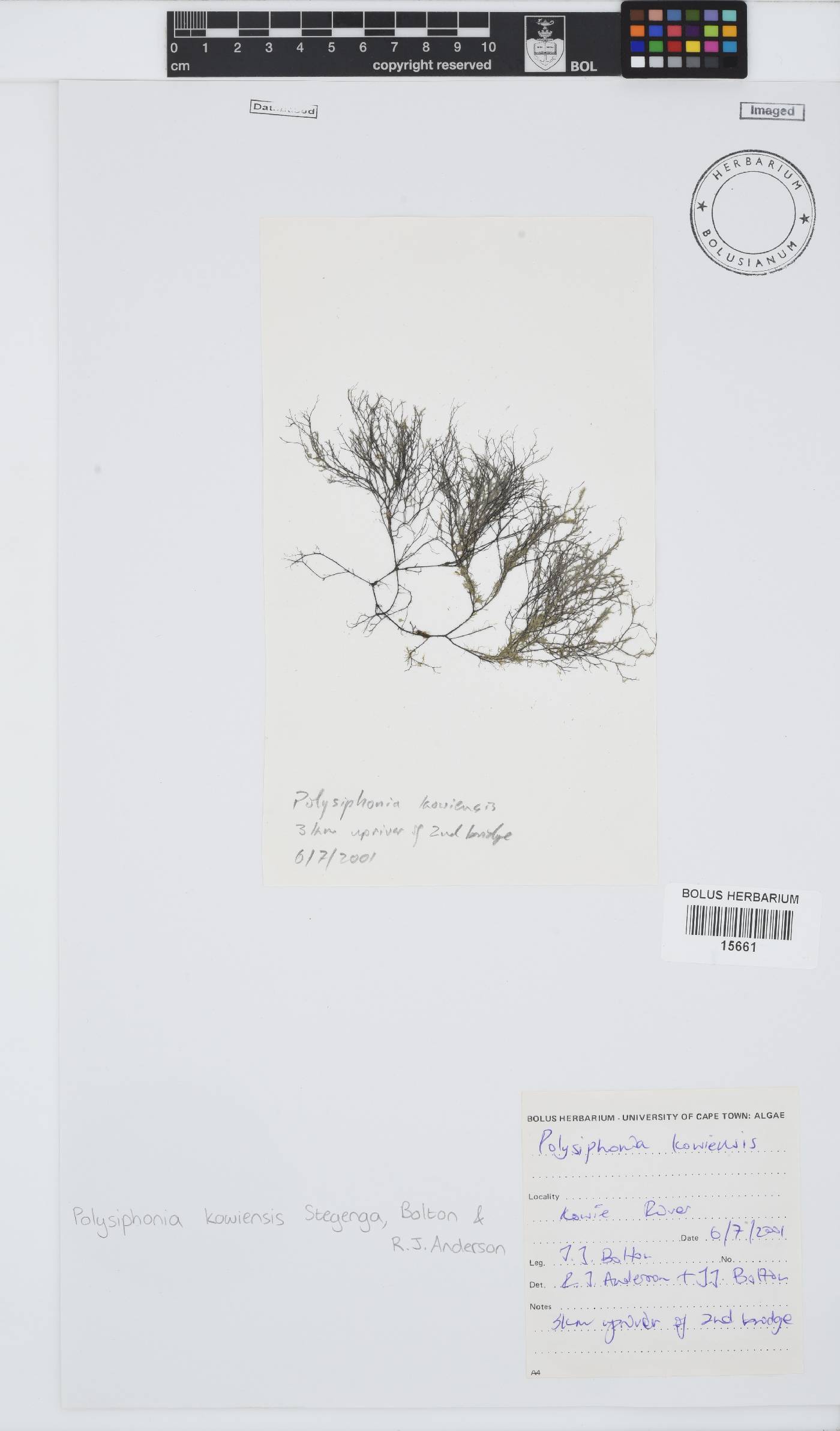 Polysiphonia kowiensis image