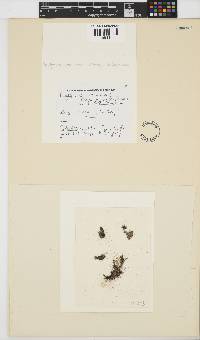 Polysiphonia namibiensis image