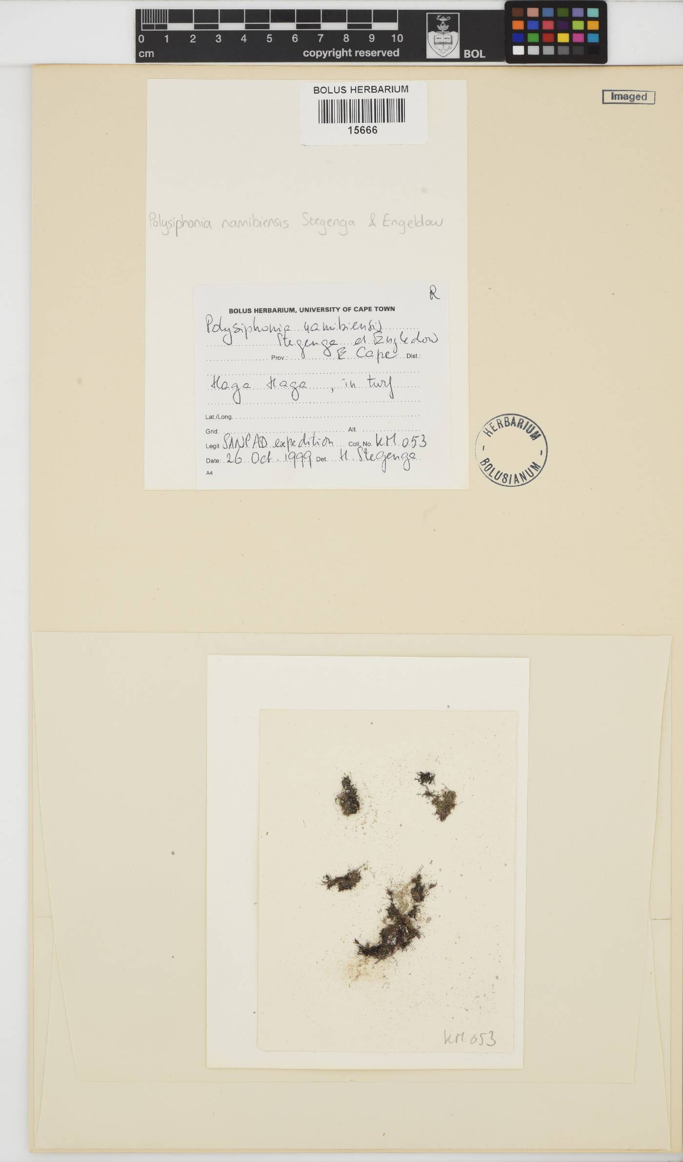 Polysiphonia image