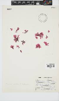 Papenfussia laciniata image