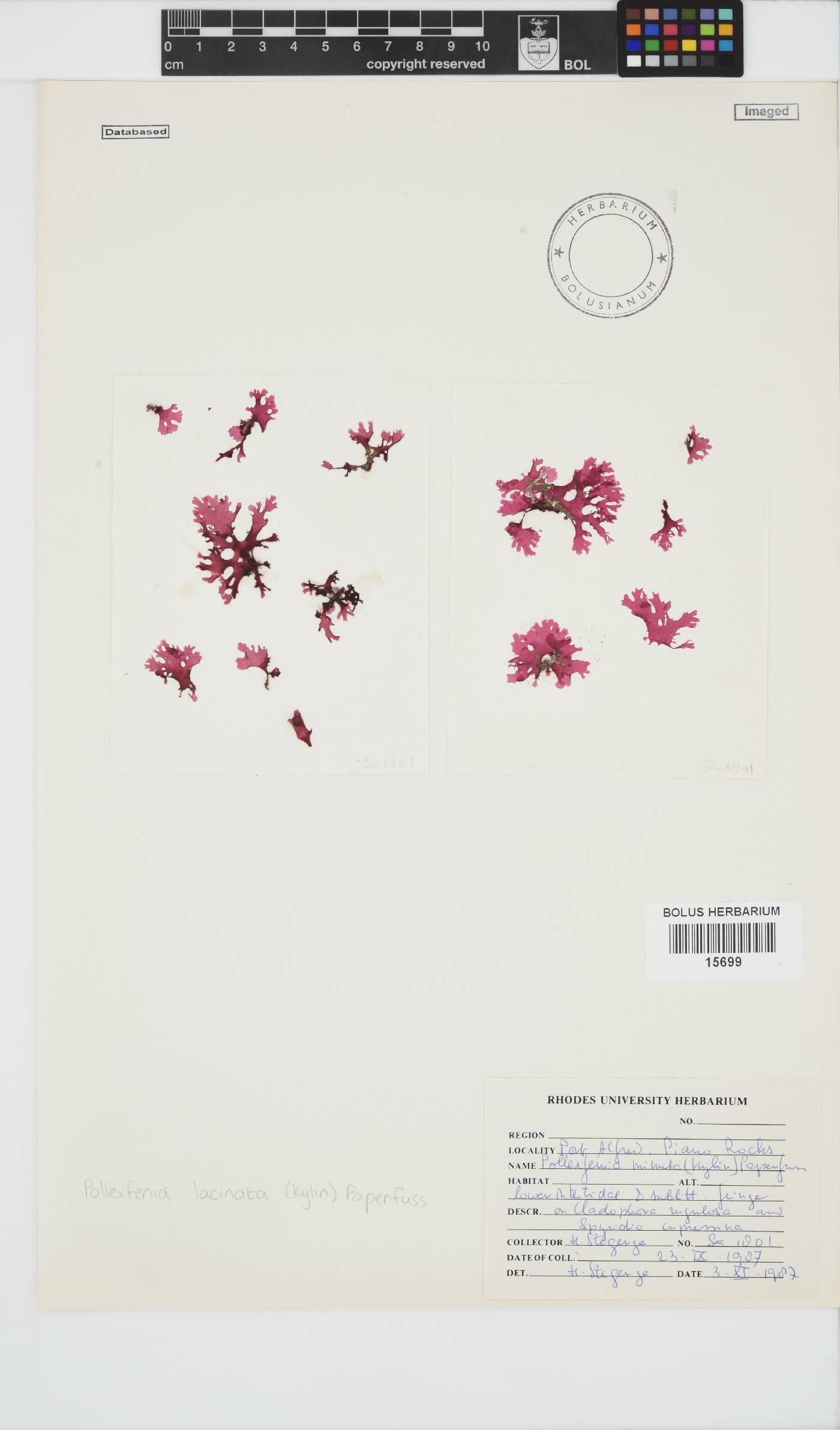 Papenfussia minuta image