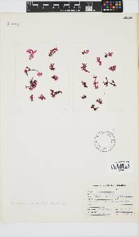 Papenfussia laciniata image