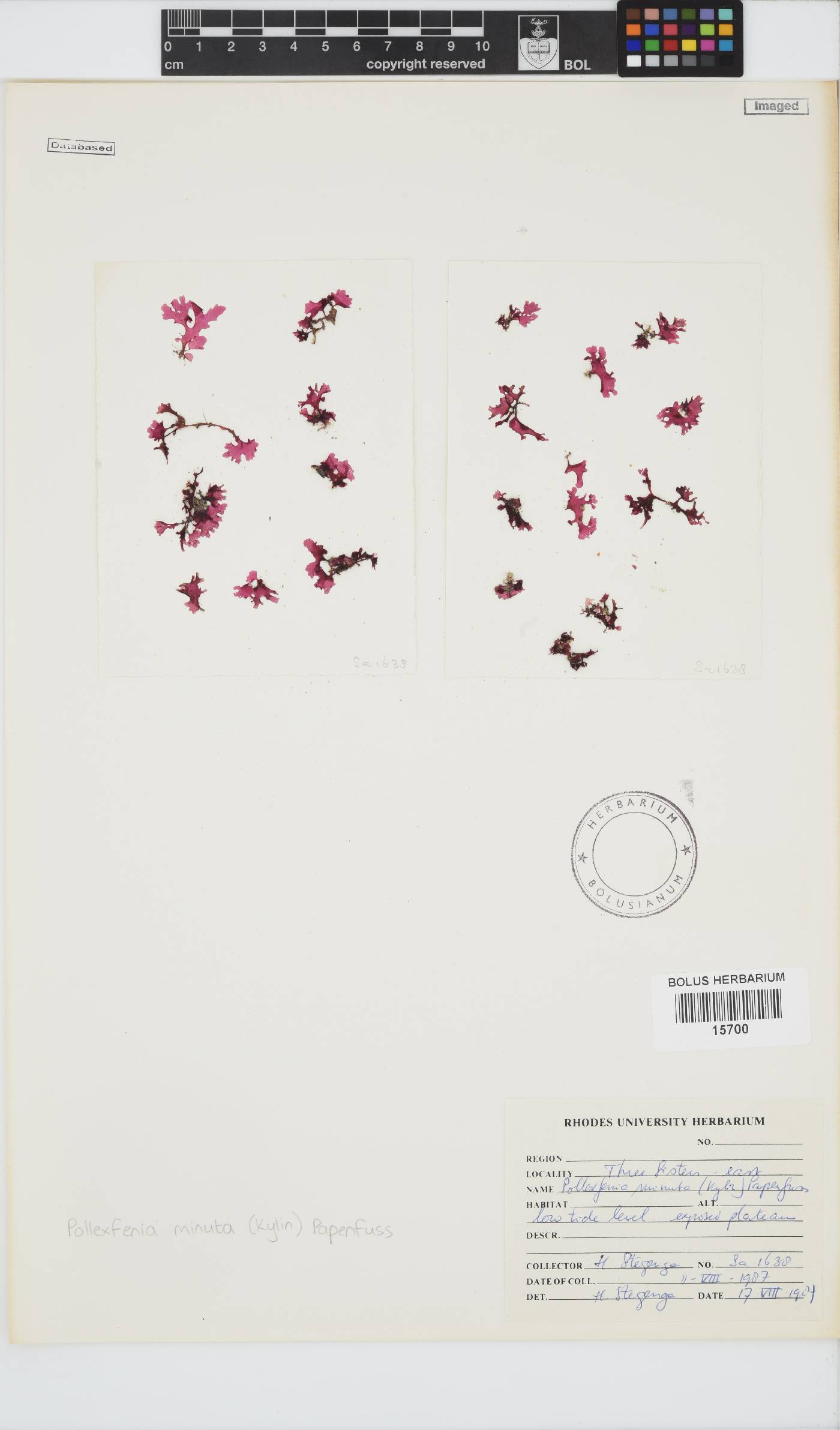 Papenfussia minuta image