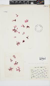 Papenfussia laciniata image