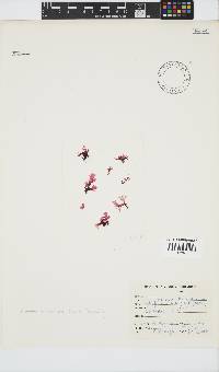 Papenfussia laciniata image