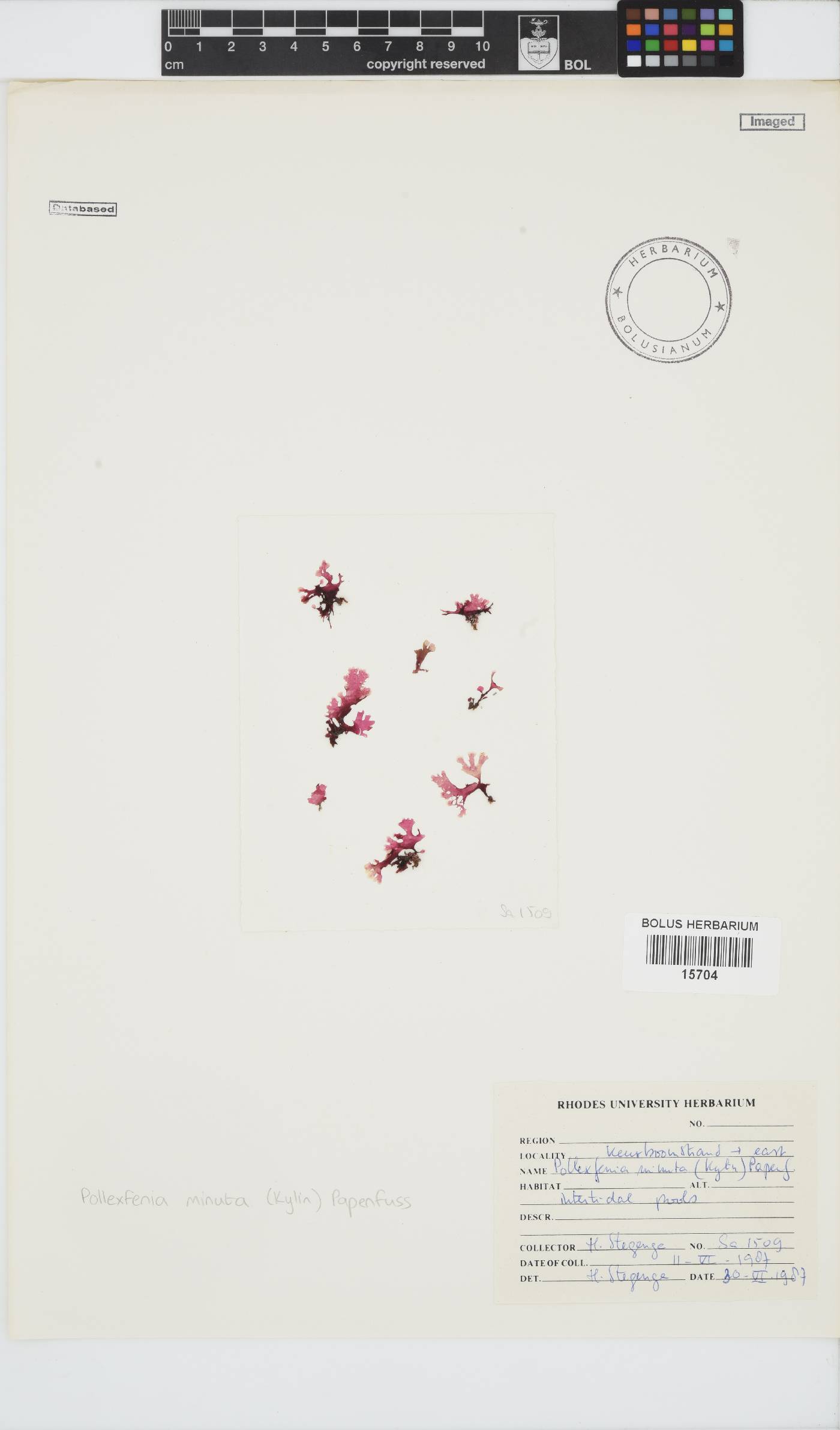 Papenfussia minuta image