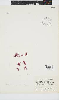Papenfussia laciniata image
