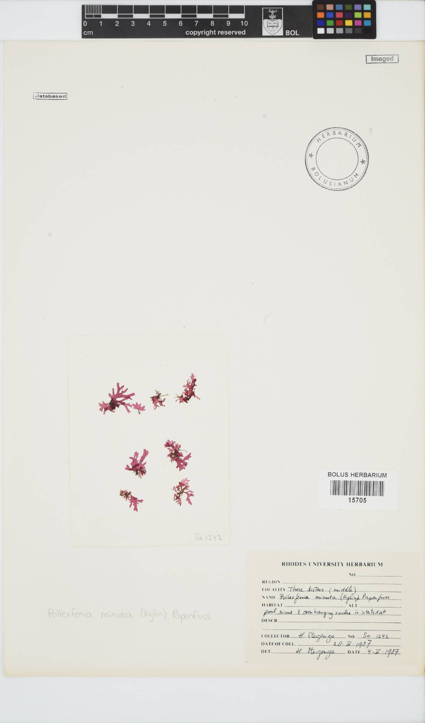 Papenfussia laciniata image