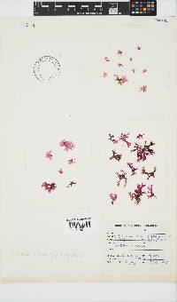 Papenfussia laciniata image