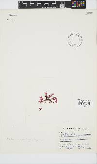Papenfussia laciniata image
