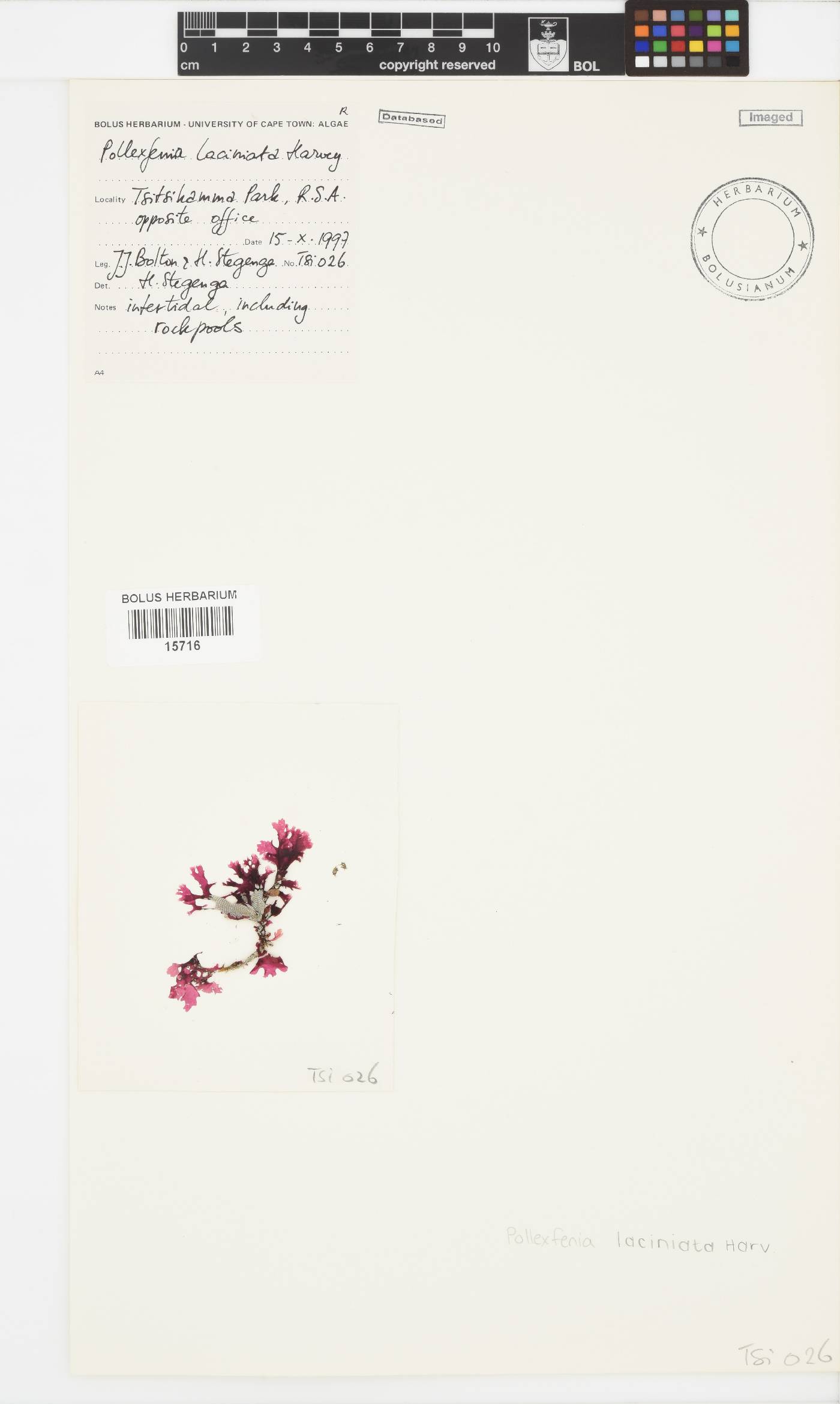 Papenfussia laciniata image