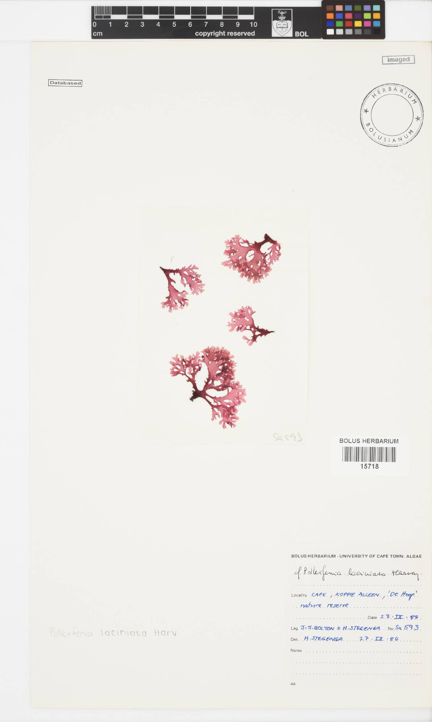 Papenfussia image