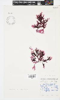 Papenfussia laciniata image