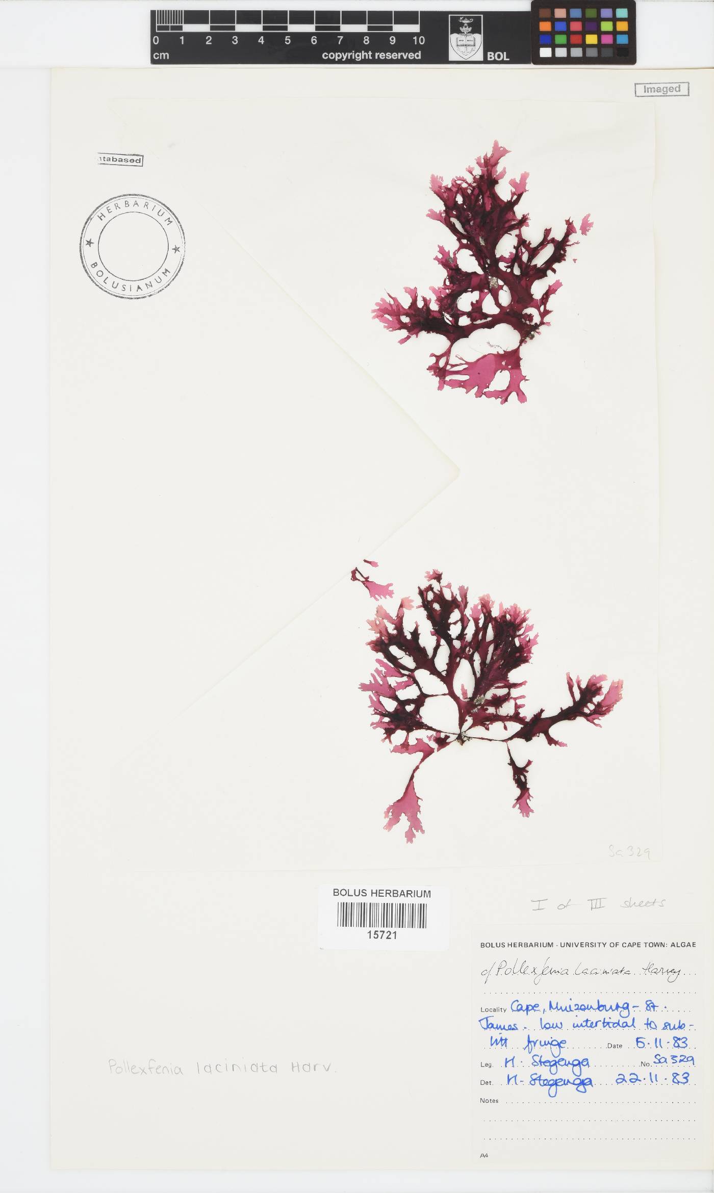Papenfussia laciniata image