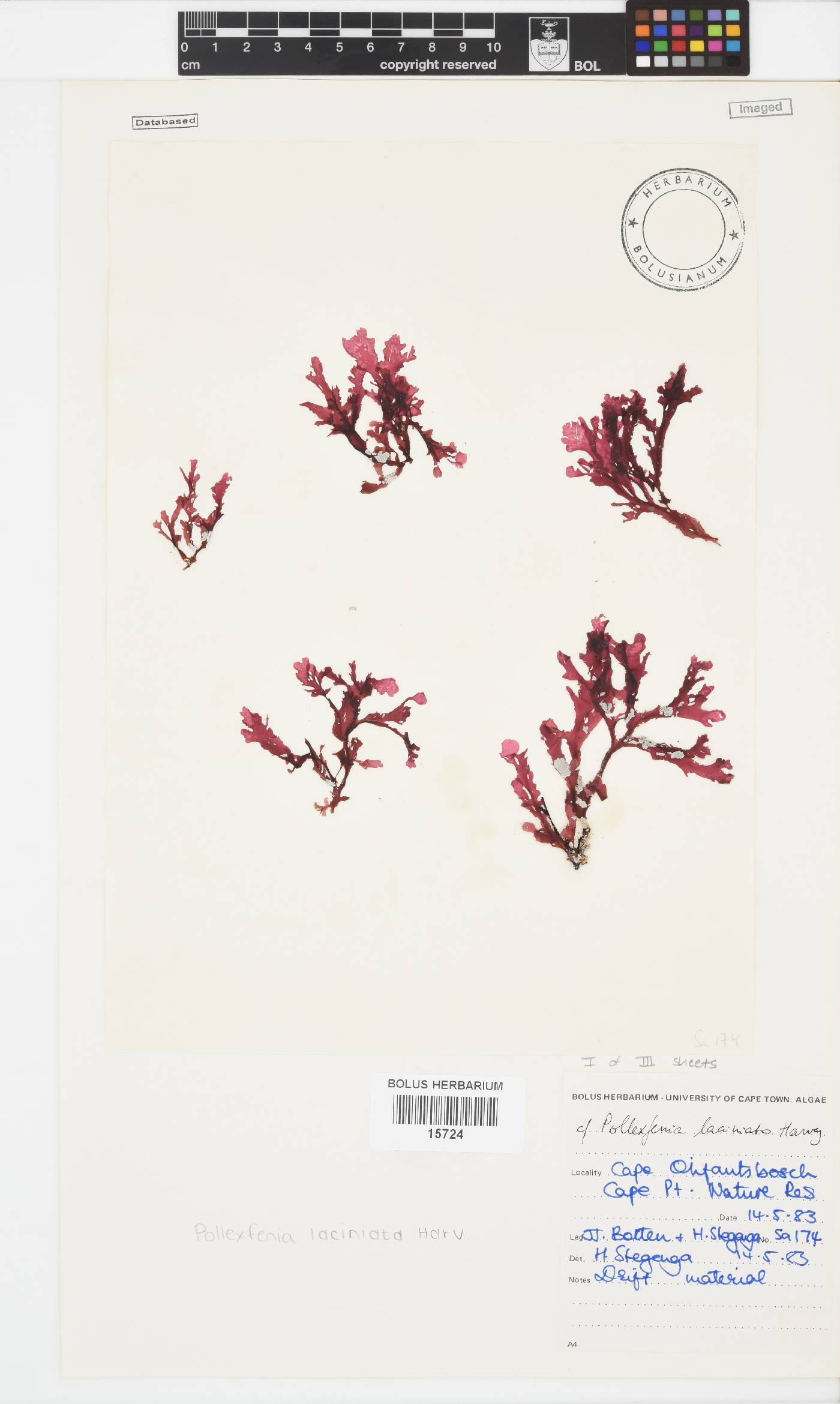 Papenfussia laciniata image