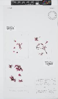 Papenfussia laciniata image