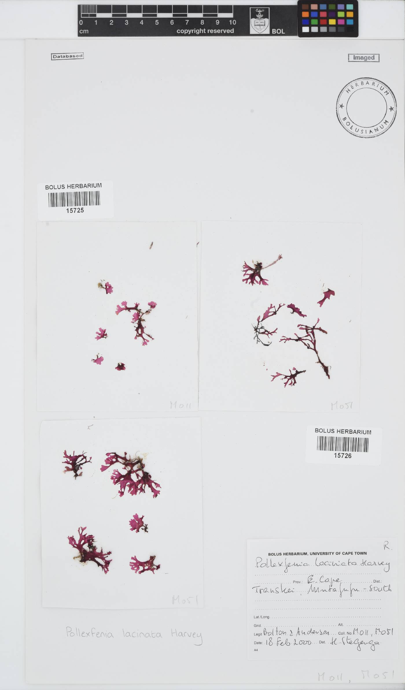 Papenfussia laciniata image