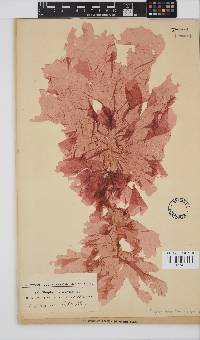 Image of Polyneura venosa
