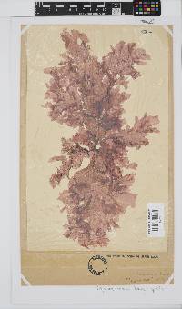 Polyneura venosa image