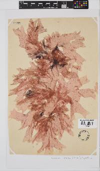 Polyneura venosa image