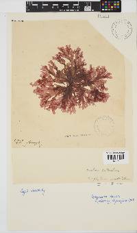 Polyneura venosa image