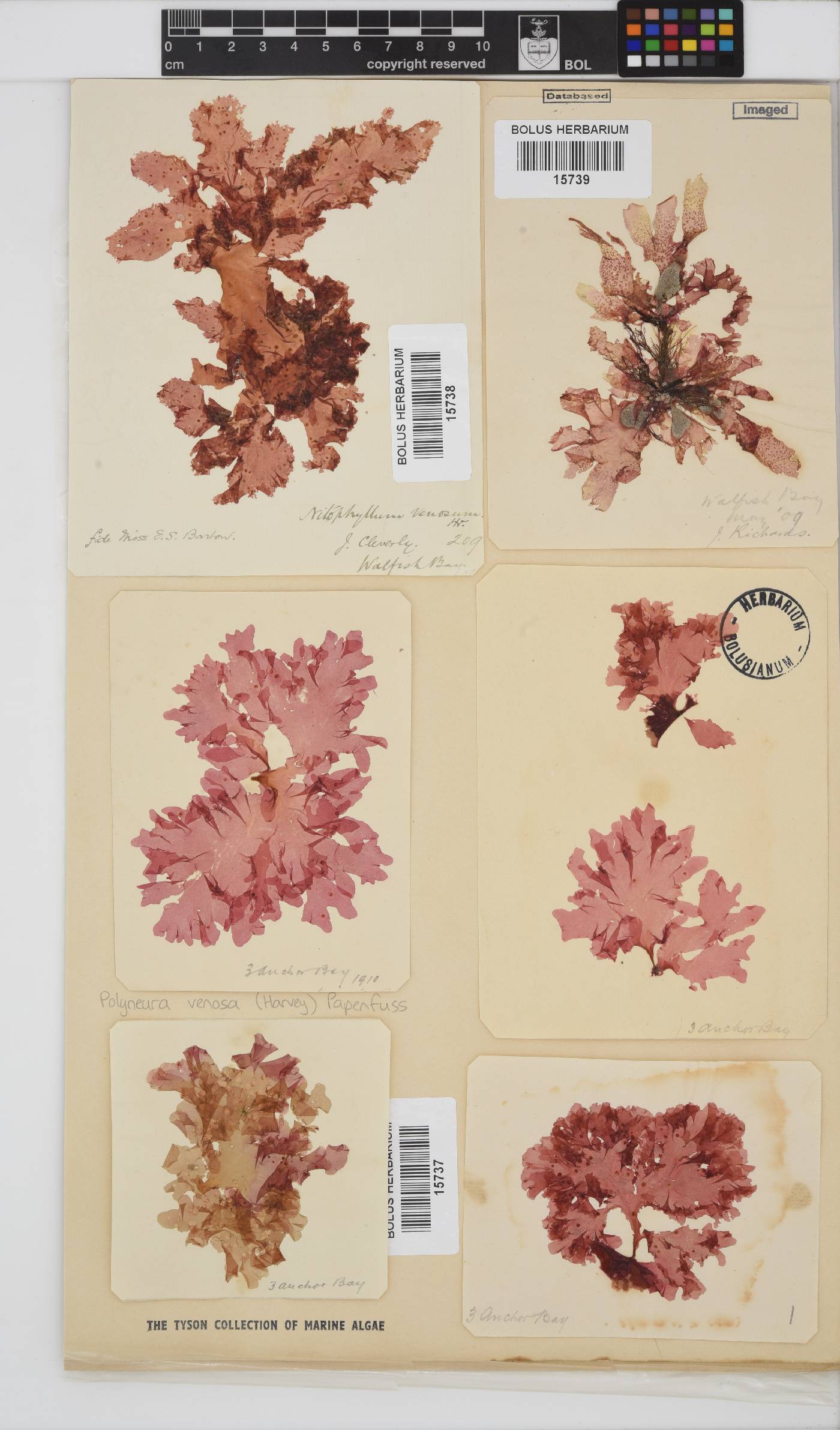 Polyneura venosa image