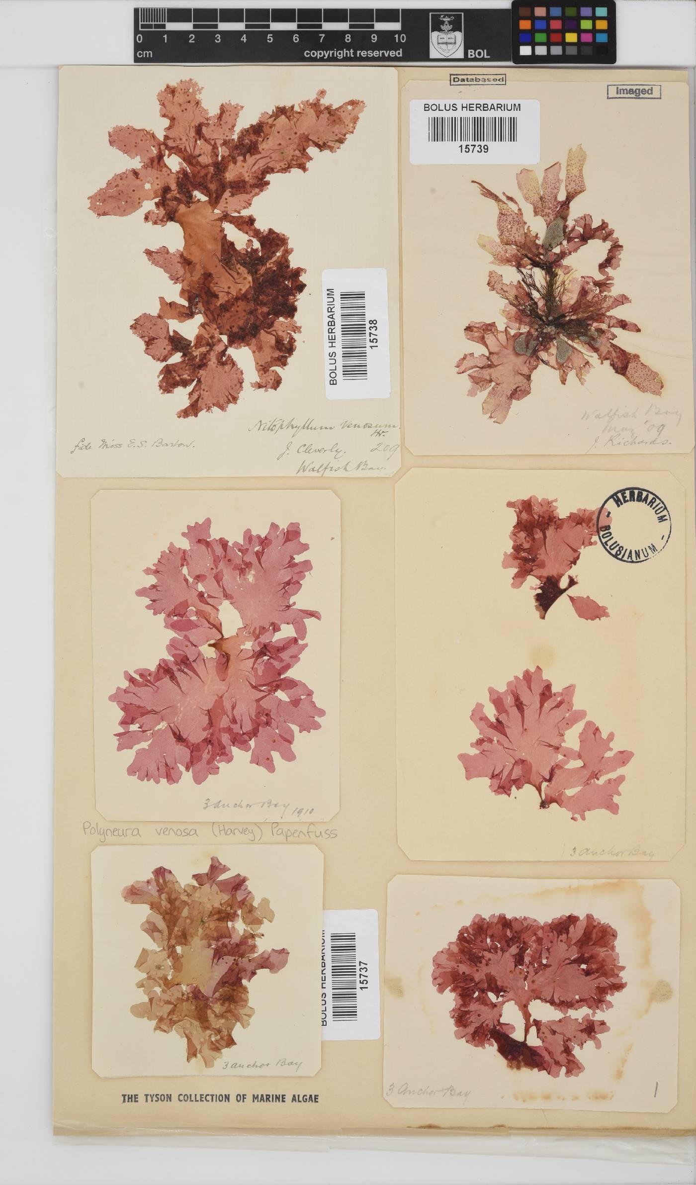 Polyneura venosa image