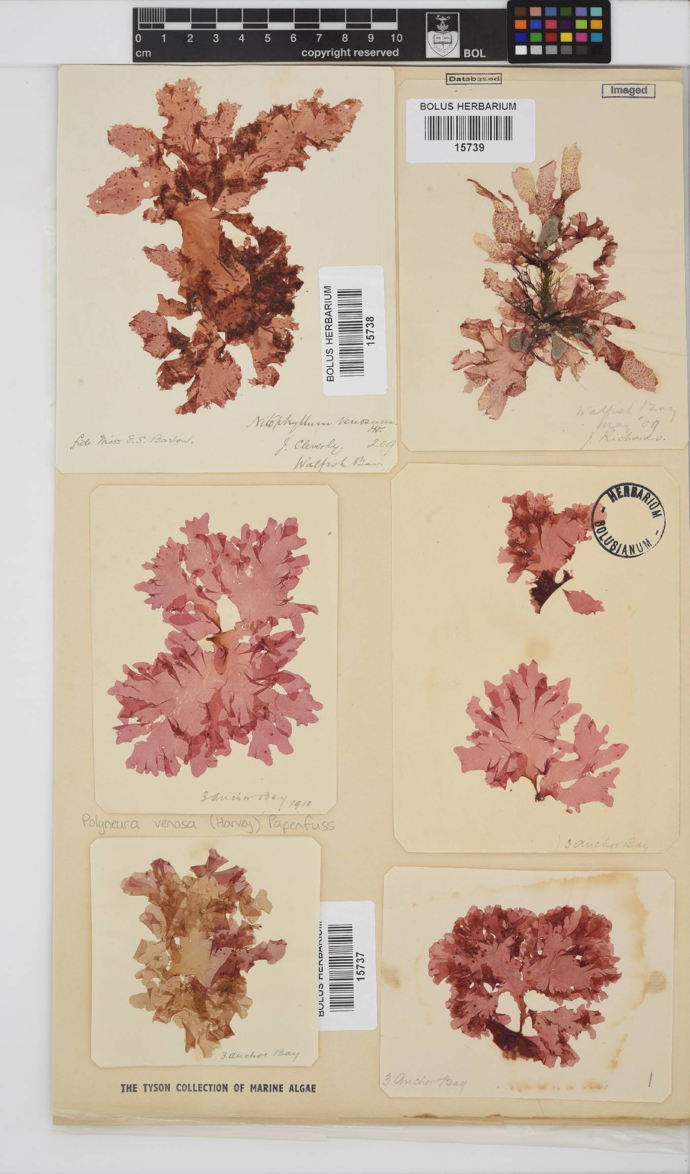 Polyneura venosa image