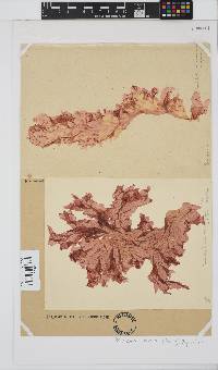 Polyneura venosa image