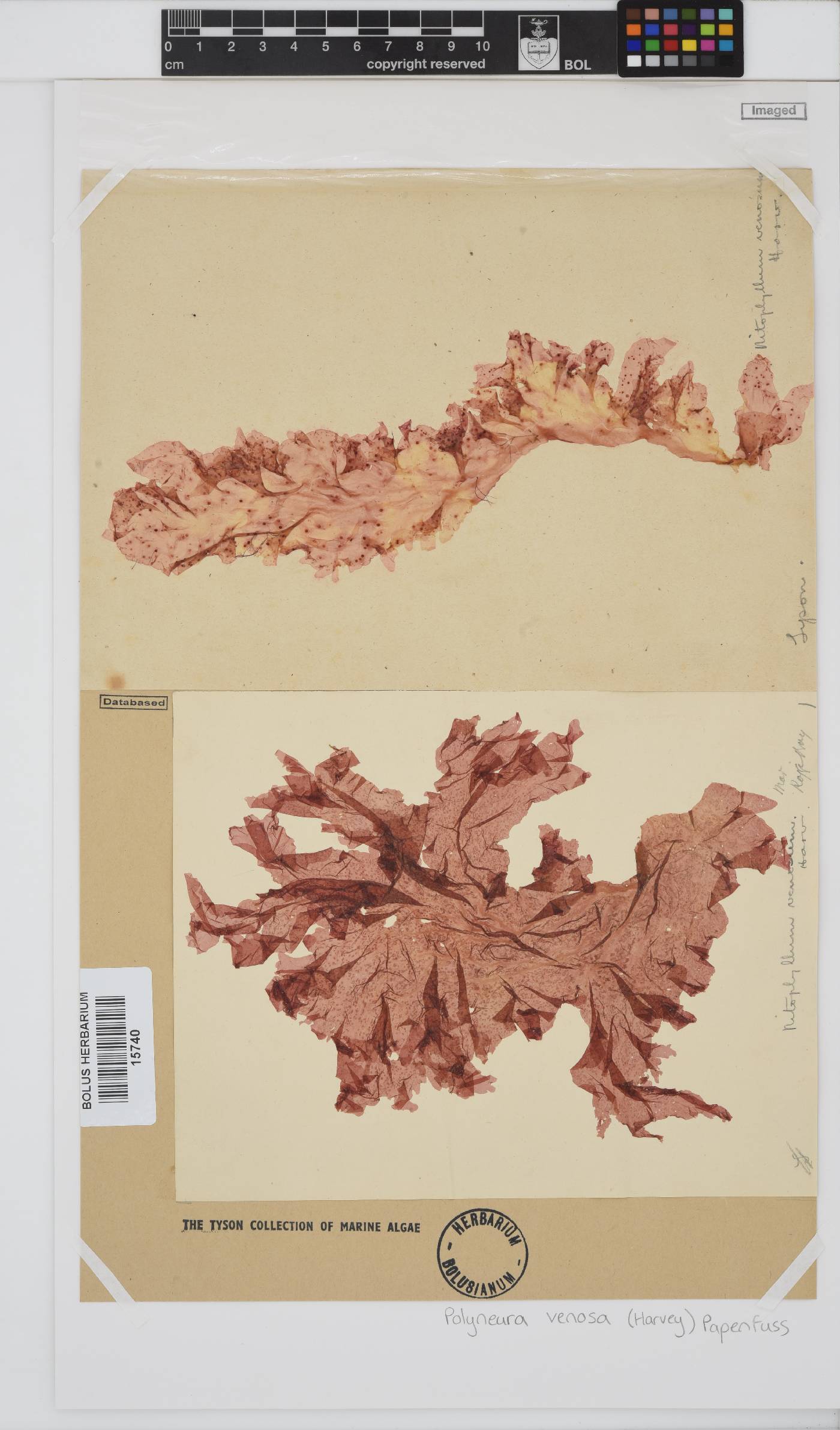 Polyneura venosa image