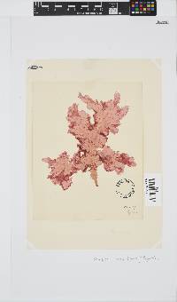 Polyneura venosa image