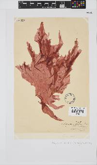 Polyneura venosa image