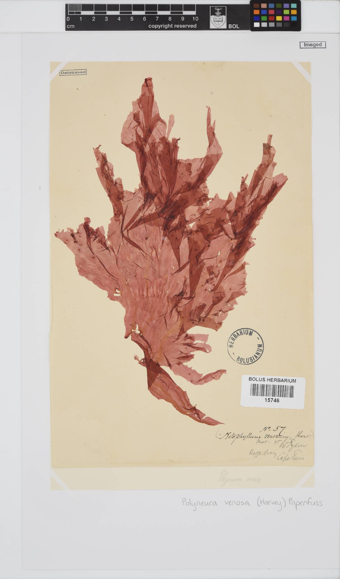 Polyneura venosa image
