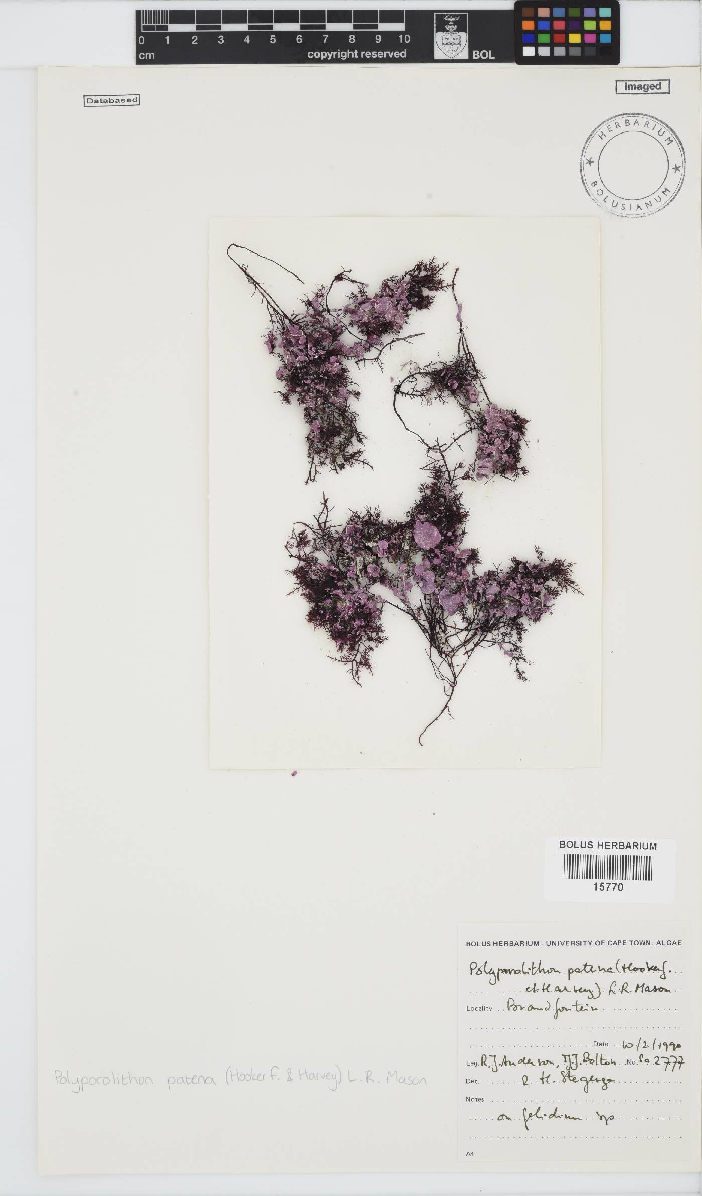 Hapalidiaceae image
