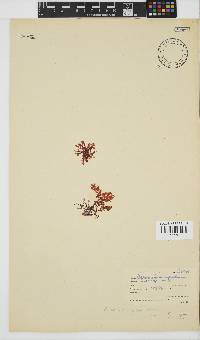 Plocamium rigidum image