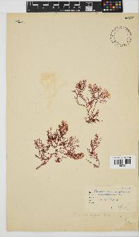 Plocamium rigidum image
