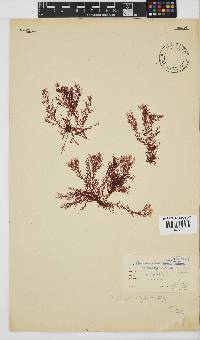 Plocamium rigidum image