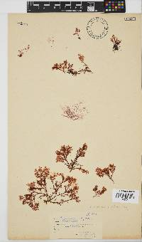 Plocamium rigidum image