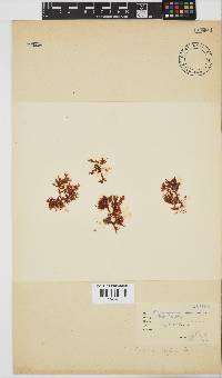 Plocamium rigidum image