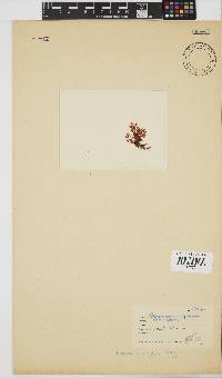 Plocamium rigidum image