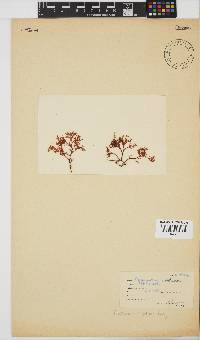 Plocamium rigidum image