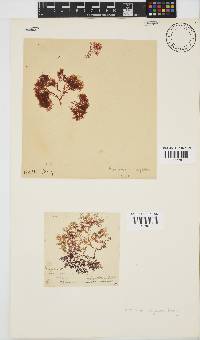 Plocamium rigidum image