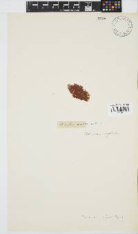Plocamium rigidum image
