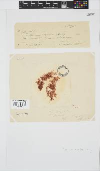 Plocamium rigidum image