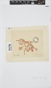 Plocamium rigidum image