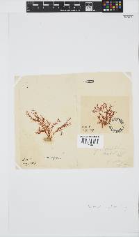 Plocamium rigidum image