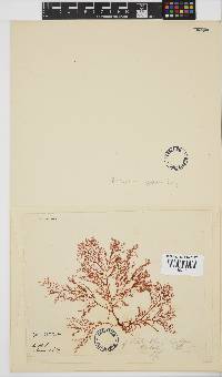 Plocamium rigidum image