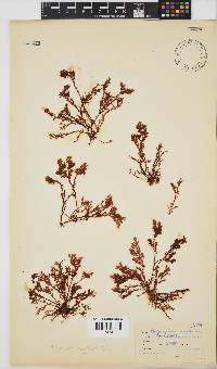Plocamium rigidum image